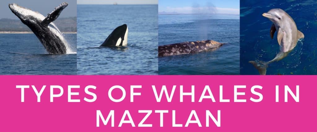 Types of whales in Mazatlan waters