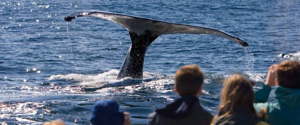 Top 11 tours Mazatlan: #1 Whale Watching Mazatlan