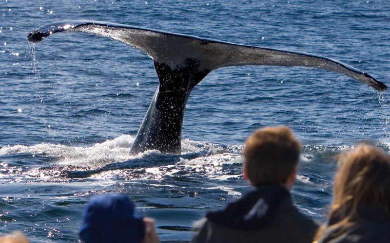 whale-watching-mazatlan