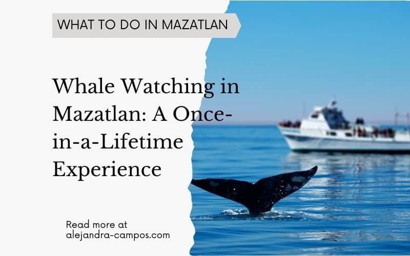 whale watching tour mazatlan sinaloa
